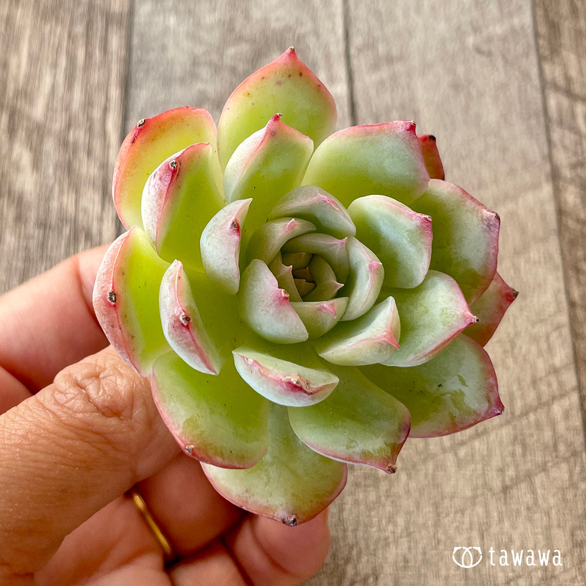 [Pull-out Seedling] Omakase Echeveria 5 Seedling Set