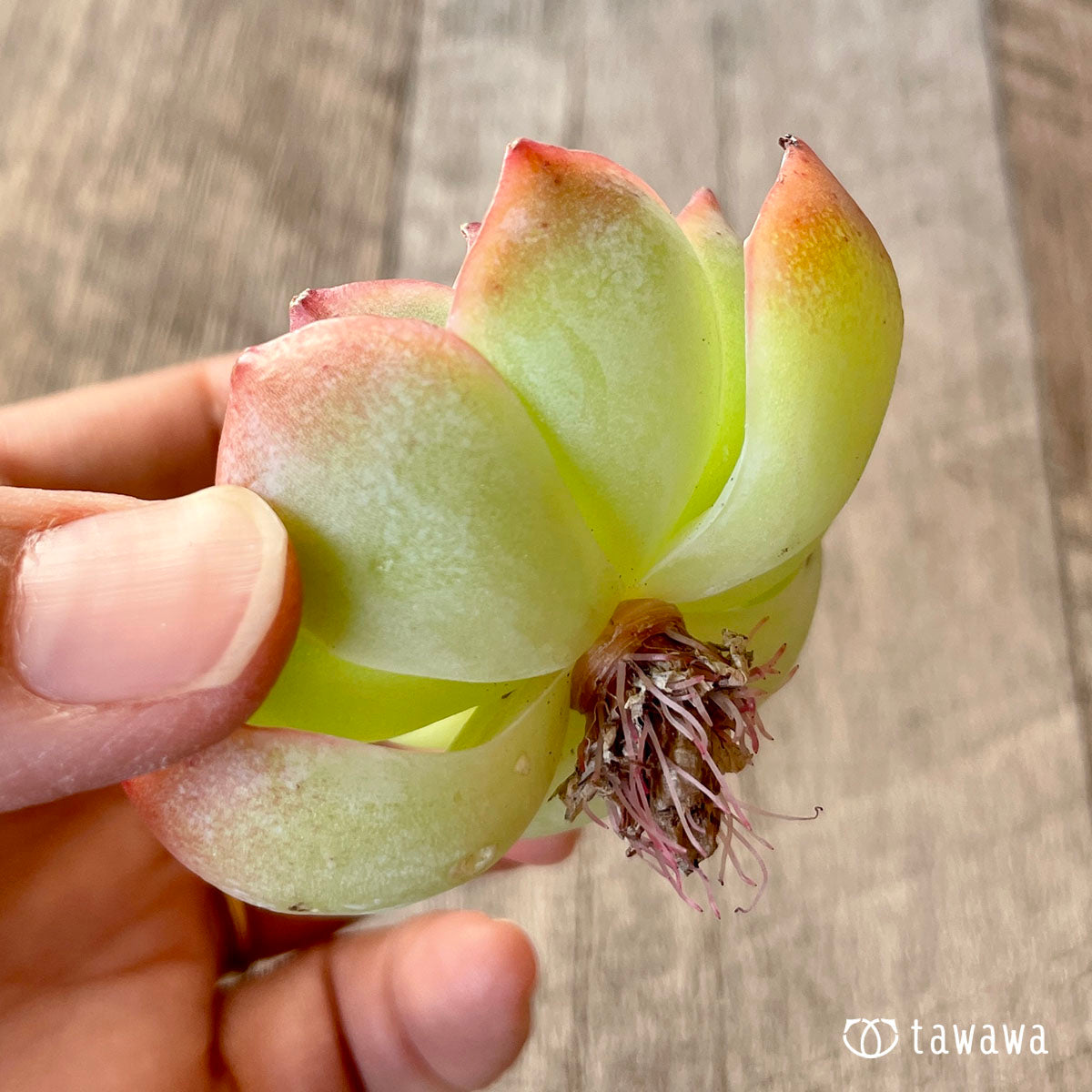 [Pull-out Seedling] Omakase Echeveria 5 Seedling Set