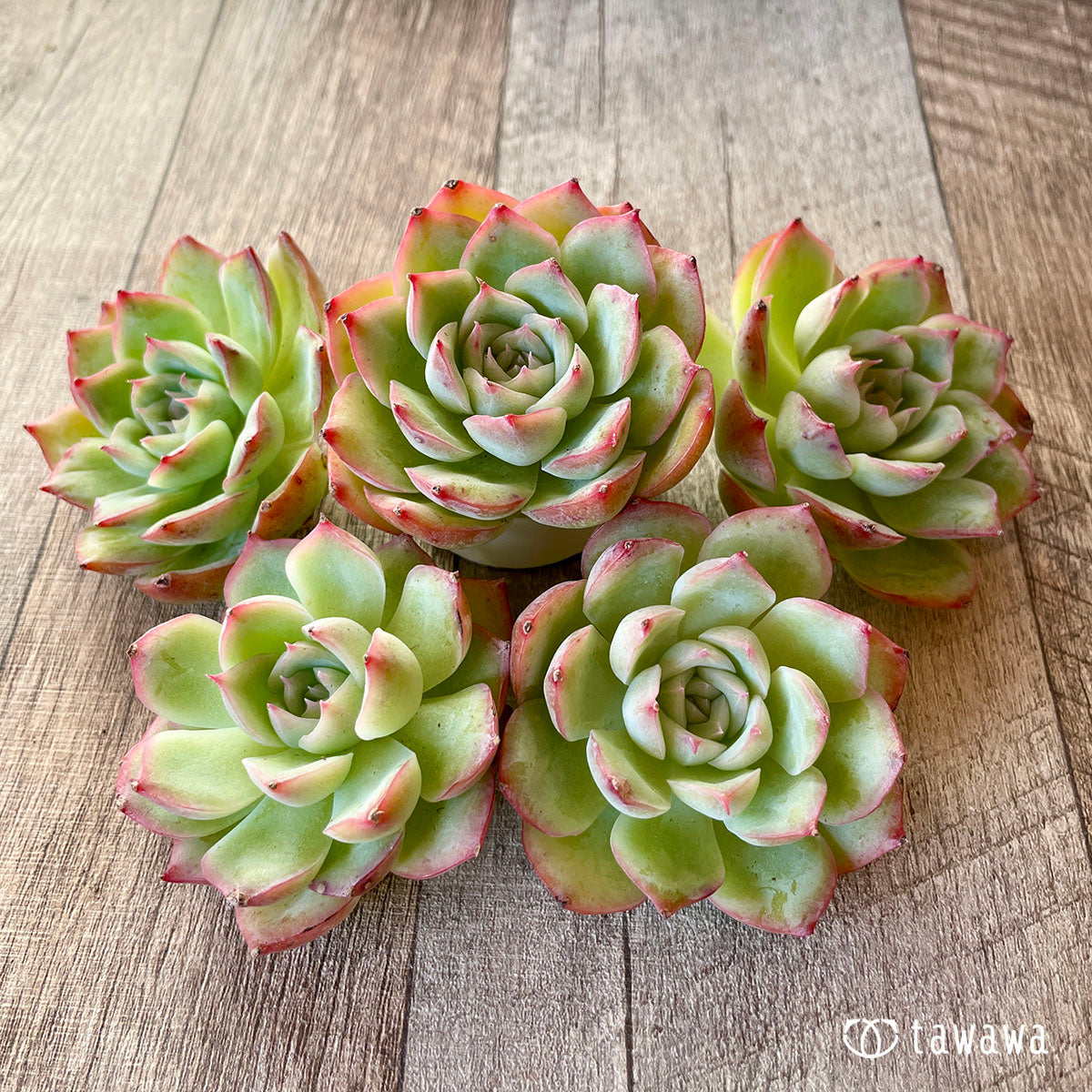 [Pull-out Seedling] Omakase Echeveria 5 Seedling Set