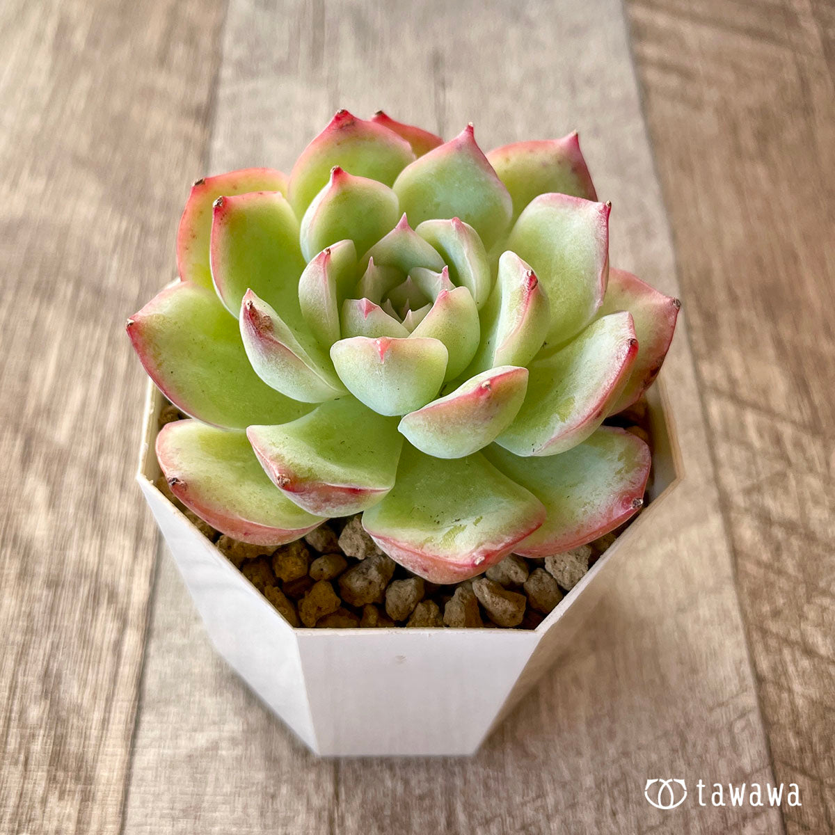 [Pull-out Seedling] Omakase Echeveria 5 Seedling Set