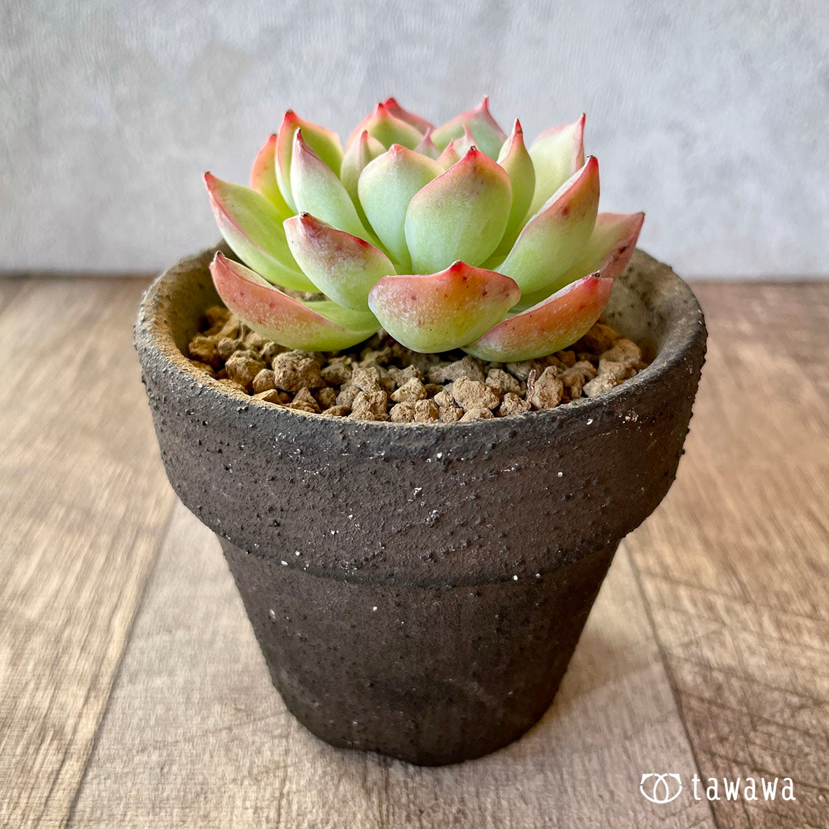 [Pull-out Seedling] Omakase Echeveria 5 Seedling Set