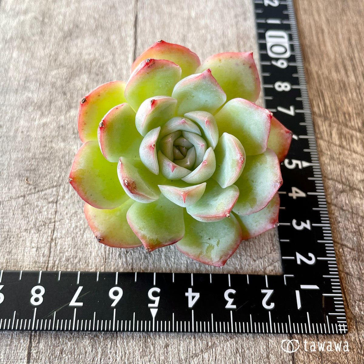 [Pull-out Seedling] Omakase Echeveria 5 Seedling Set