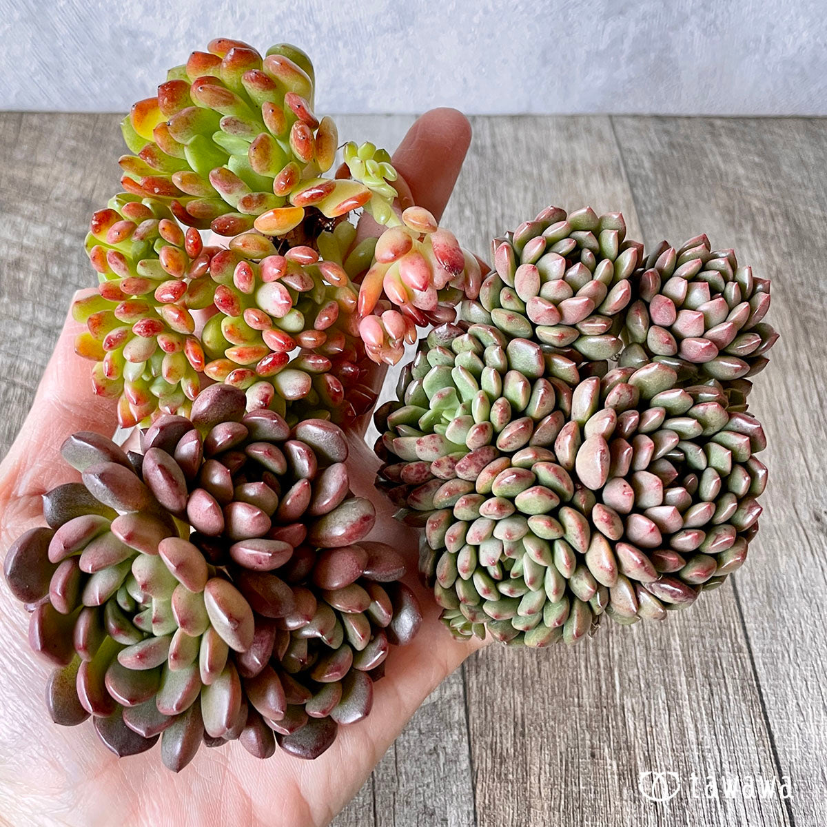 New Arrival* Pink Ruby