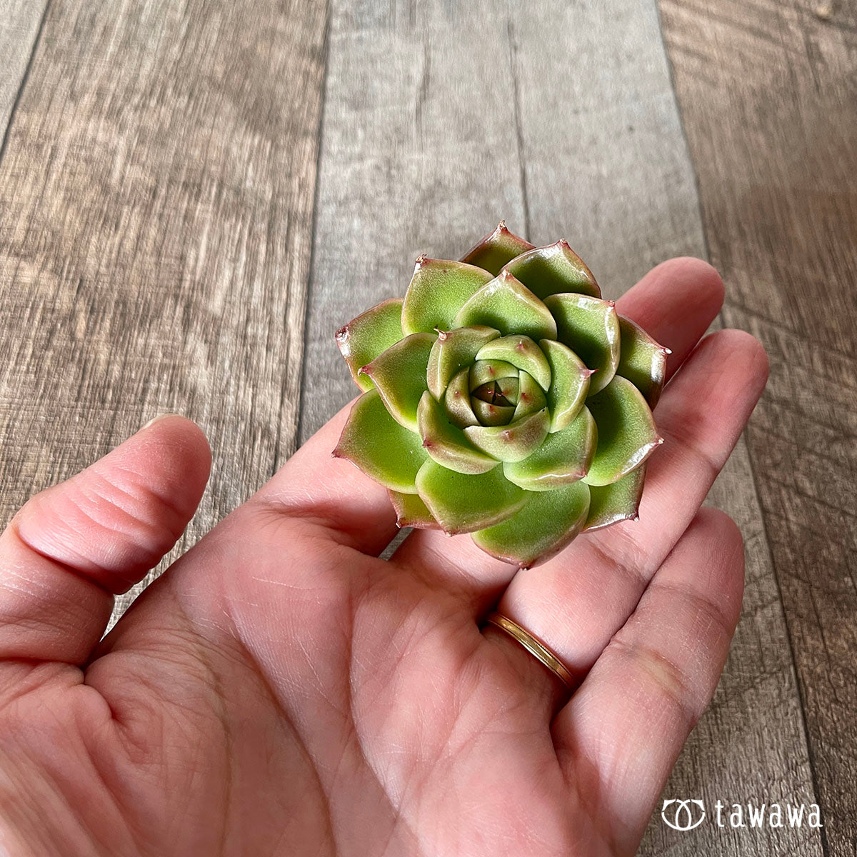 [Pull-out Seedling] Omakase Echeveria 5 Seedling Set