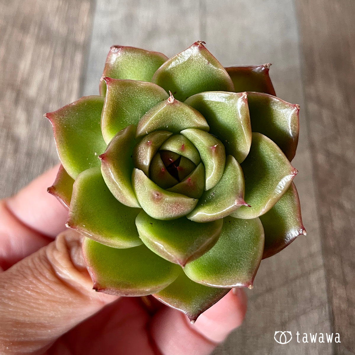 [Pull-out Seedling] Omakase Echeveria 5 Seedling Set