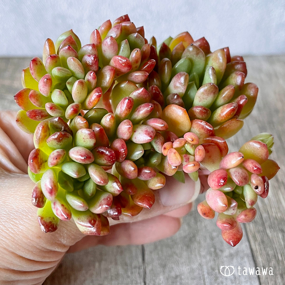 New Arrival* Pink Ruby