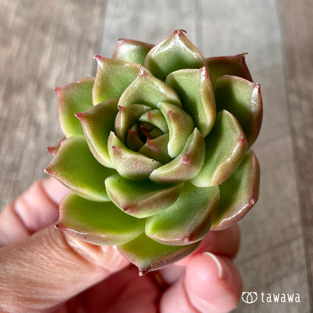 [Pull-out Seedling] Omakase Echeveria 5 Seedling Set