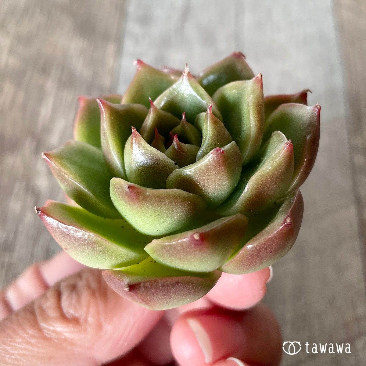 [Pull-out Seedling] Omakase Echeveria 5 Seedling Set