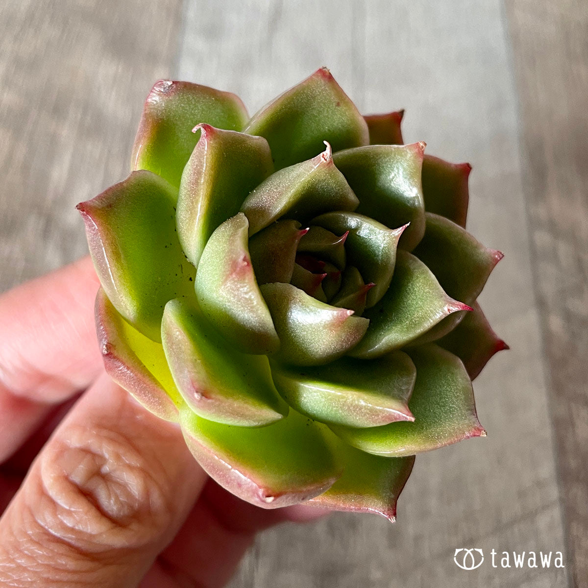 [Pull-out Seedling] Omakase Echeveria 5 Seedling Set
