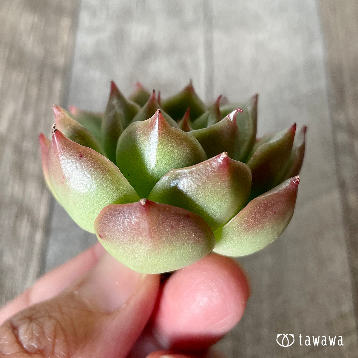 [Pull-out Seedling] Omakase Echeveria 5 Seedling Set