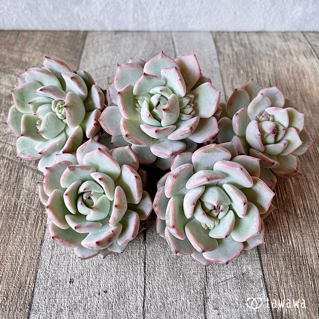 New Arrival* Cubic Frost