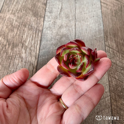 [Pull-out Seedling] Omakase Echeveria 5 Seedling Set