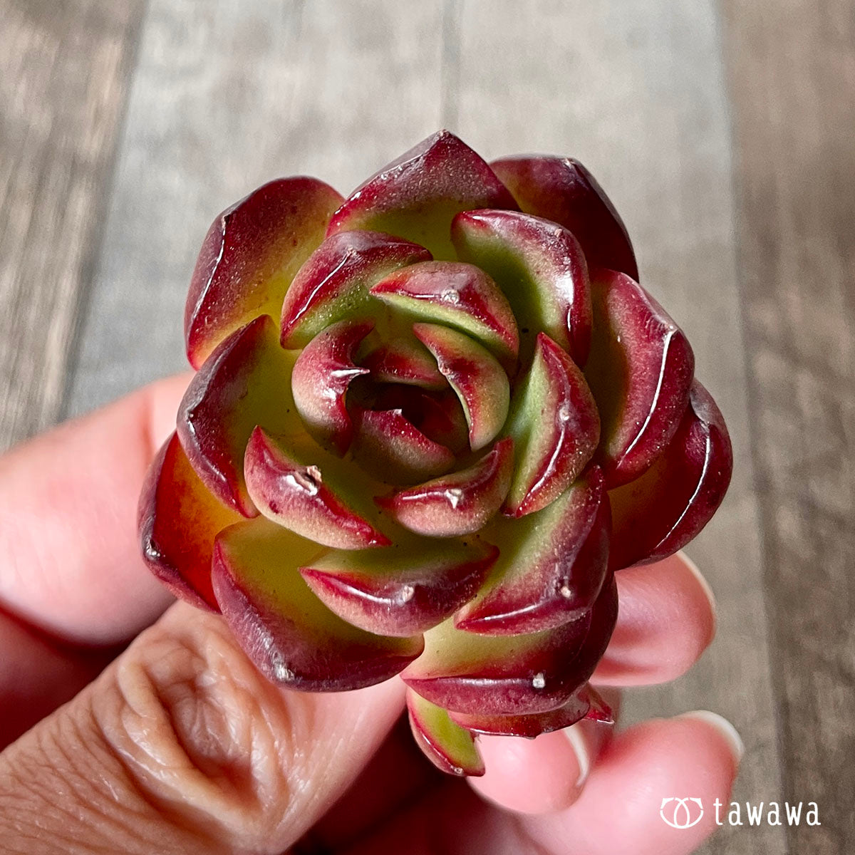 [Pull-out Seedling] Omakase Echeveria 5 Seedling Set