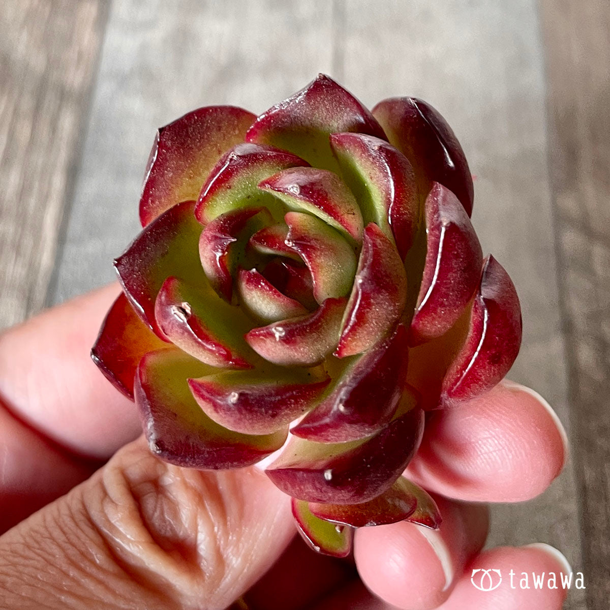 [Pull-out Seedling] Omakase Echeveria 5 Seedling Set