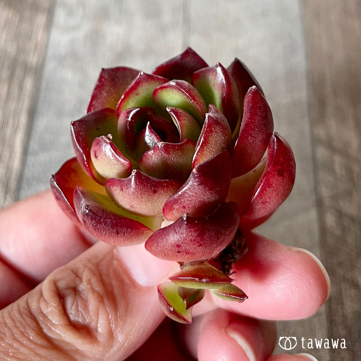 [Pull-out Seedling] Omakase Echeveria 5 Seedling Set