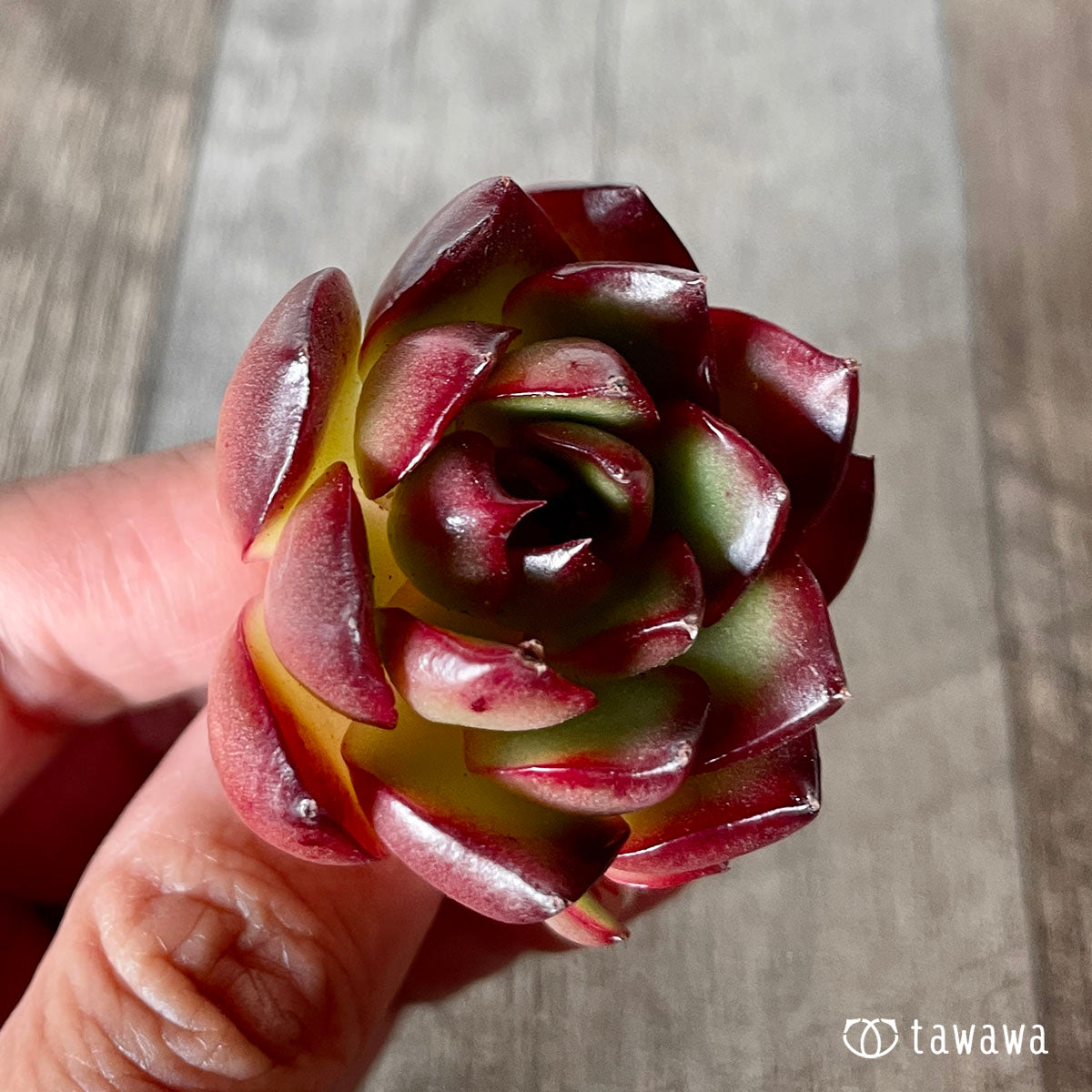[Pull-out Seedling] Omakase Echeveria 5 Seedling Set