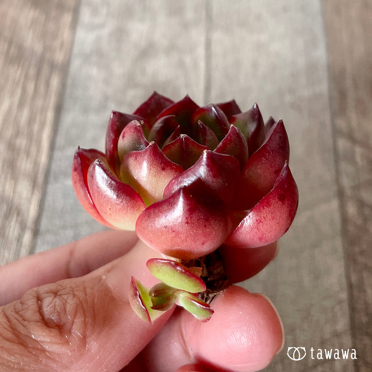 [Pull-out Seedling] Omakase Echeveria 5 Seedling Set