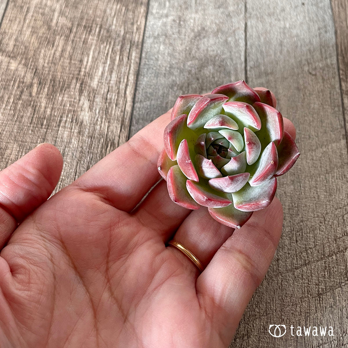 [Pull-out Seedling] Omakase Echeveria 5 Seedling Set