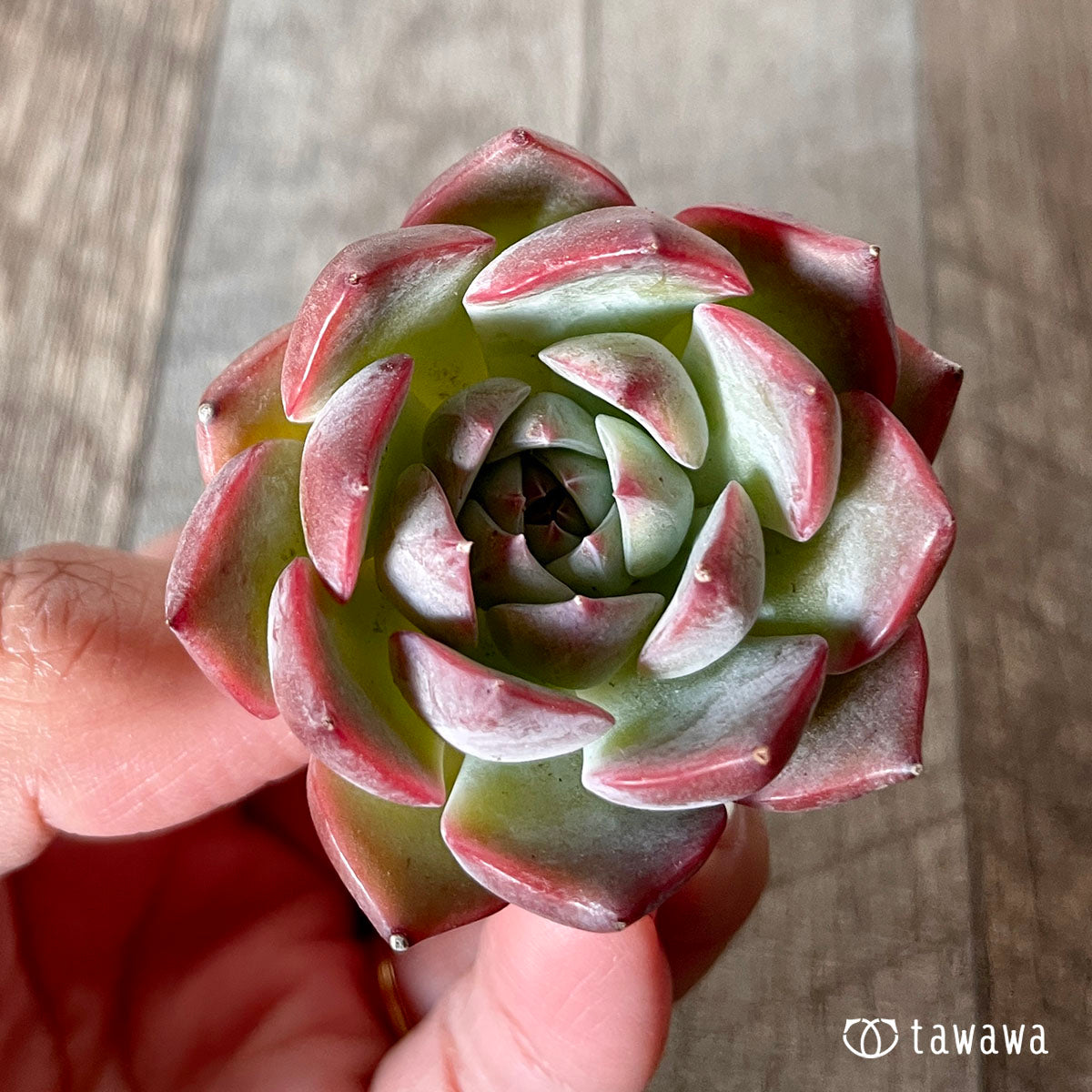 [Pull-out Seedling] Omakase Echeveria 5 Seedling Set
