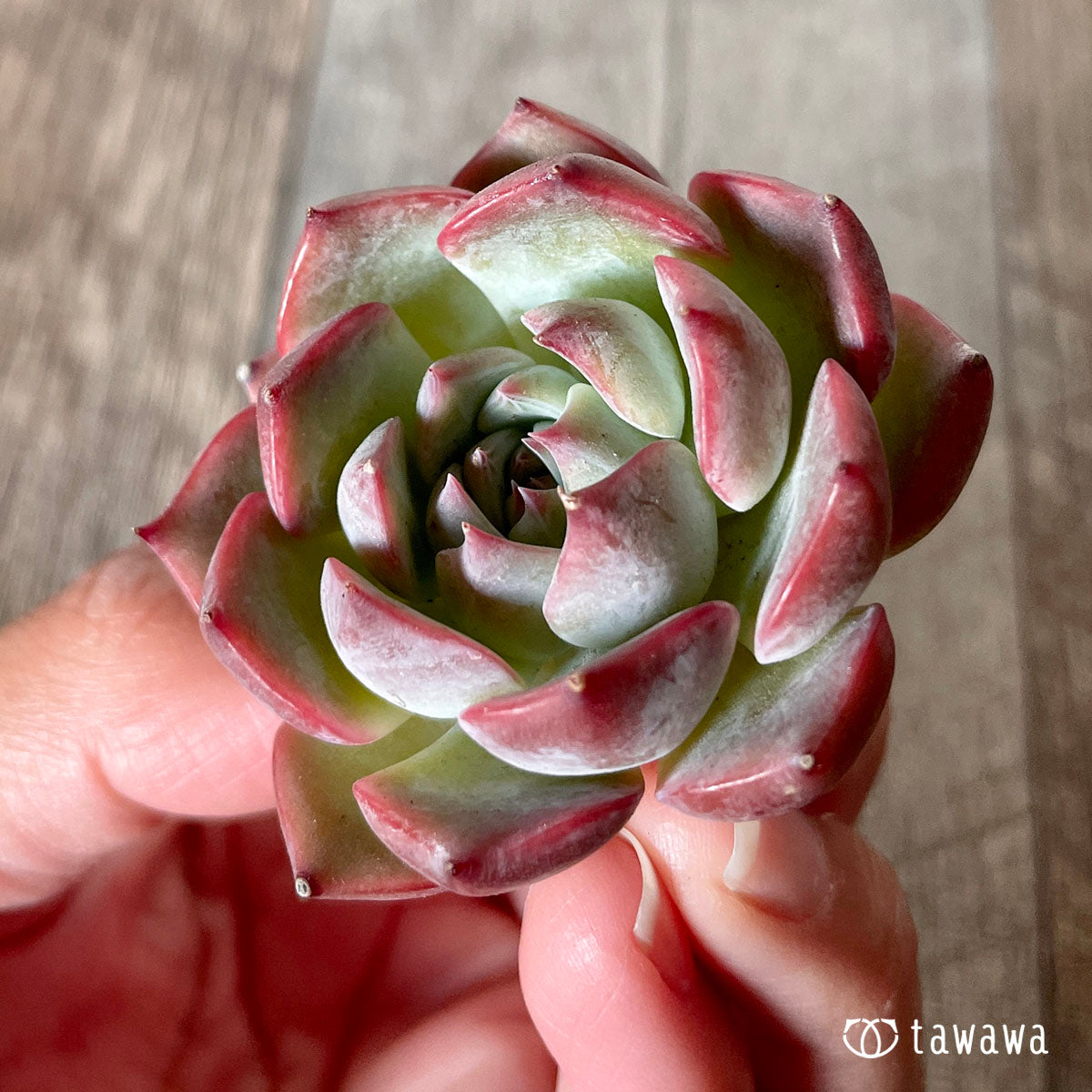 [Pull-out Seedling] Omakase Echeveria 5 Seedling Set