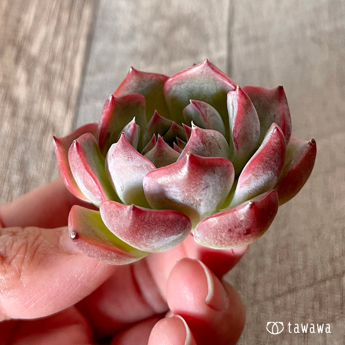 [Pull-out Seedling] Omakase Echeveria 5 Seedling Set