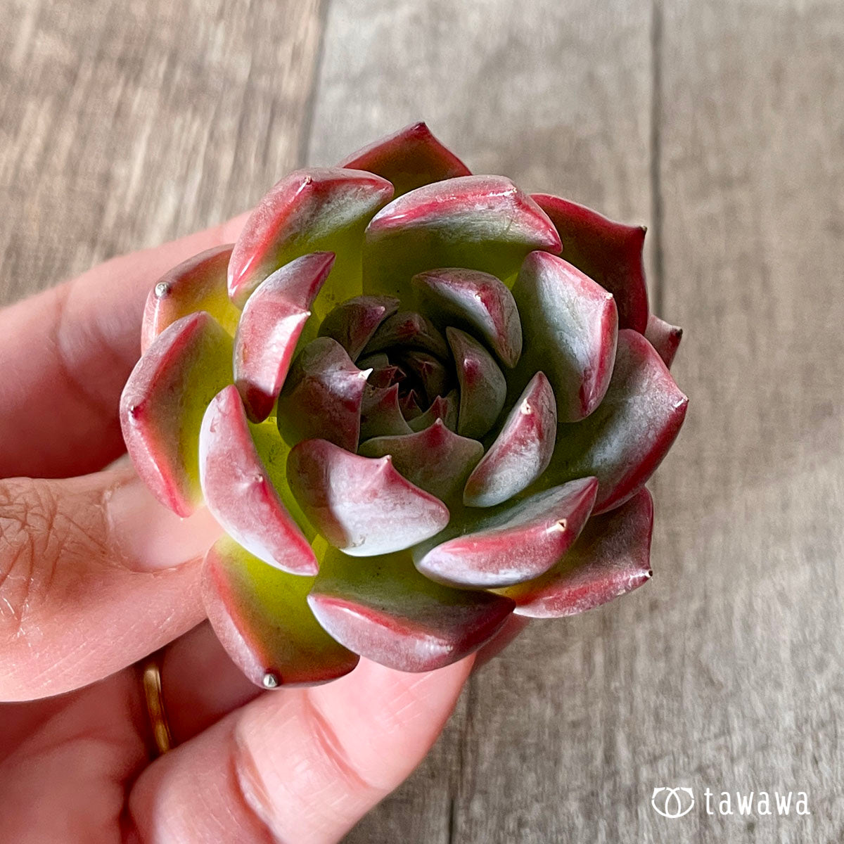 [Pull-out Seedling] Omakase Echeveria 5 Seedling Set