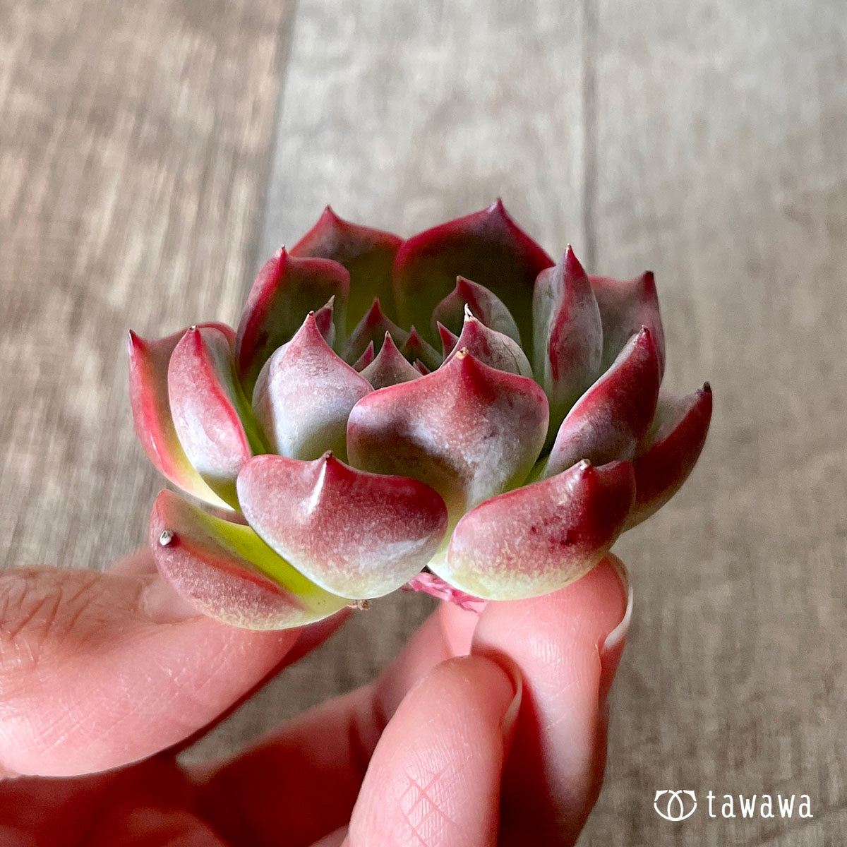 [Pull-out Seedling] Omakase Echeveria 5 Seedling Set