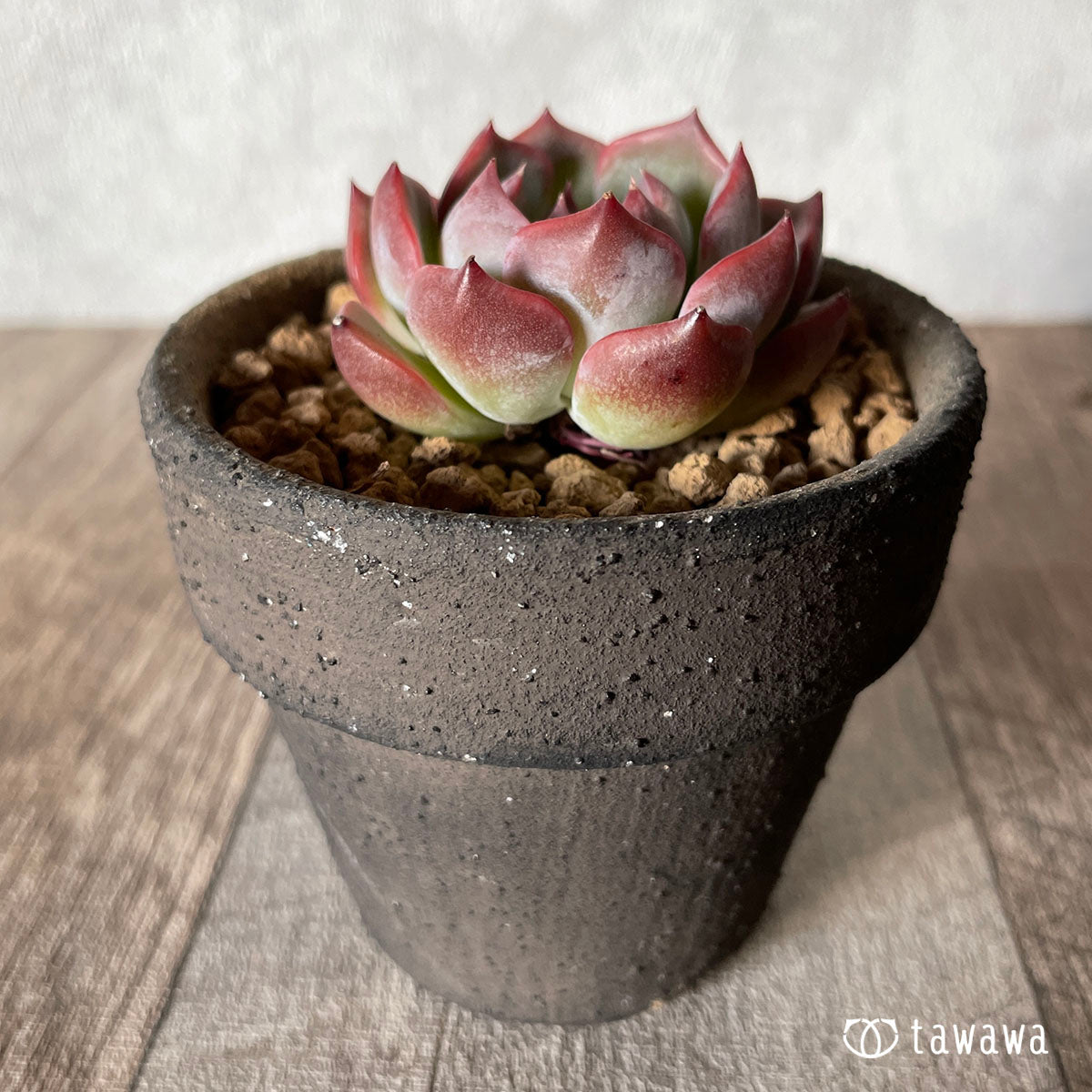 [Pull-out Seedling] Omakase Echeveria 5 Seedling Set