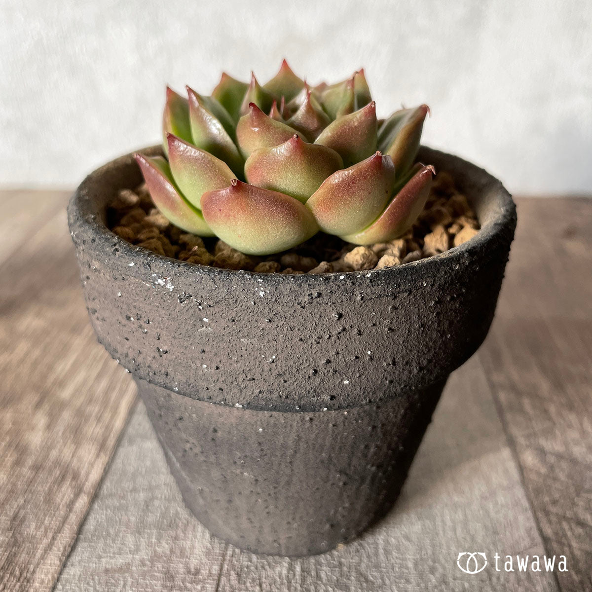[Pull-out Seedling] Omakase Echeveria 5 Seedling Set