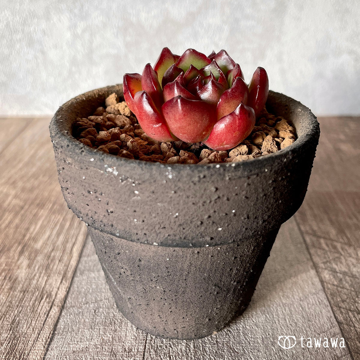 [Pull-out Seedling] Omakase Echeveria 5 Seedling Set