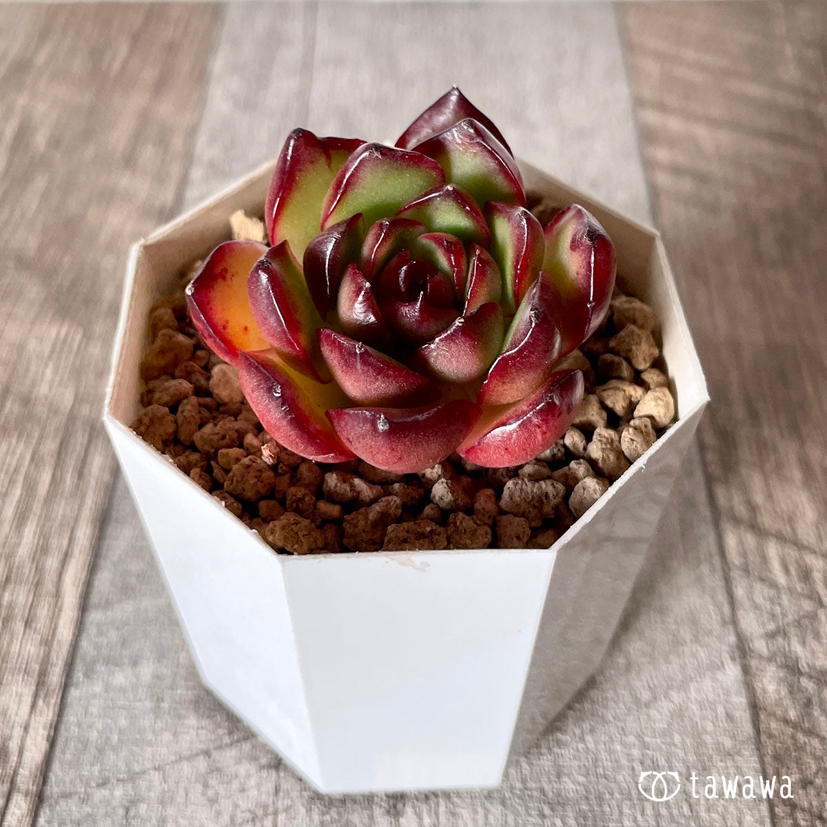 [Pull-out Seedling] Omakase Echeveria 5 Seedling Set