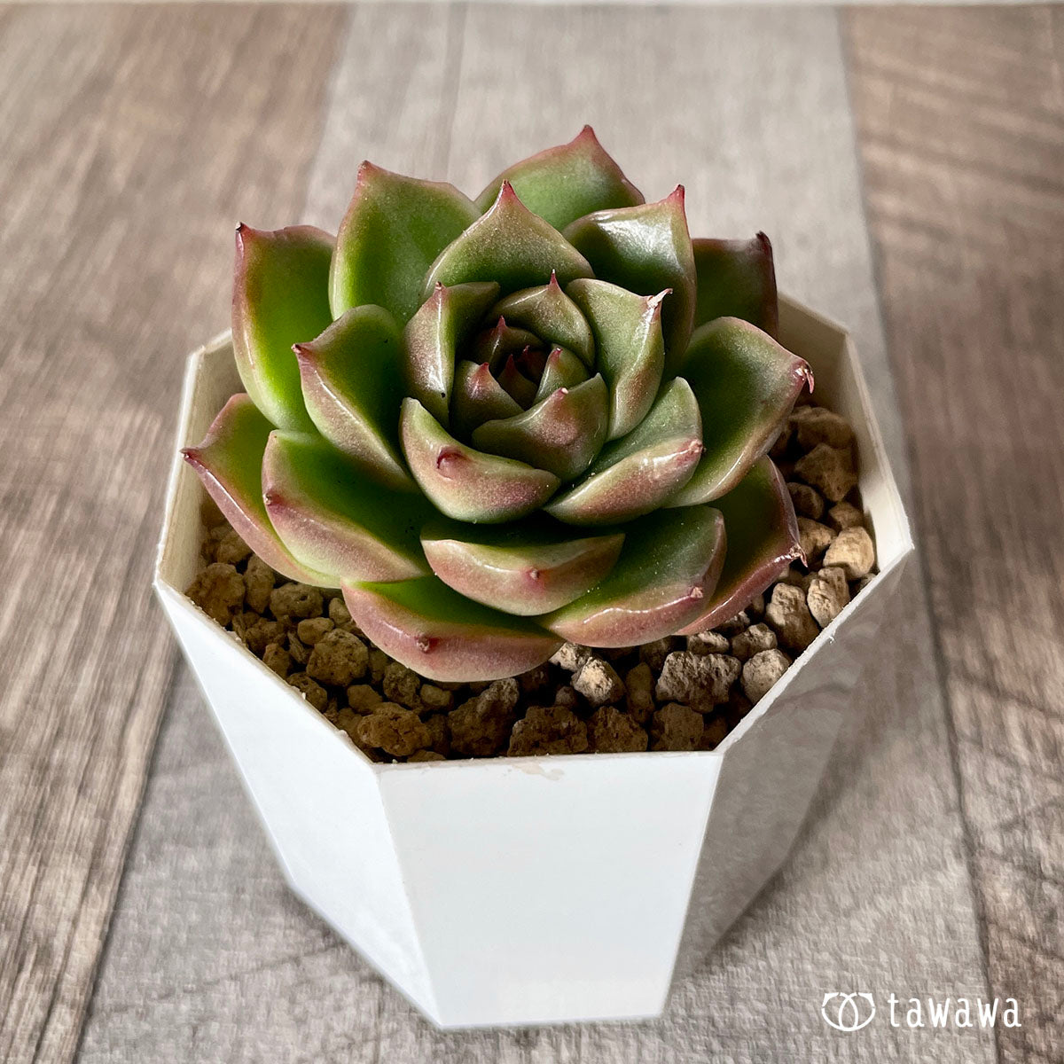 [Pull-out Seedling] Omakase Echeveria 5 Seedling Set