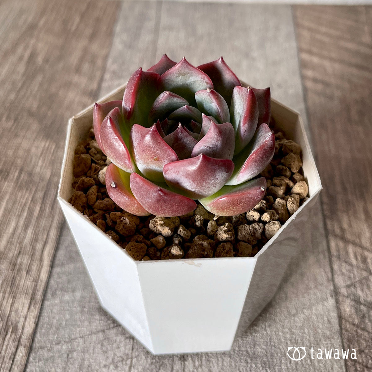 [Pull-out Seedling] Omakase Echeveria 5 Seedling Set