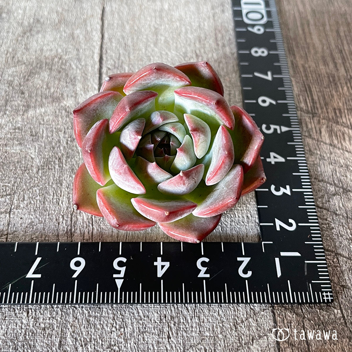 [Pull-out Seedling] Omakase Echeveria 5 Seedling Set