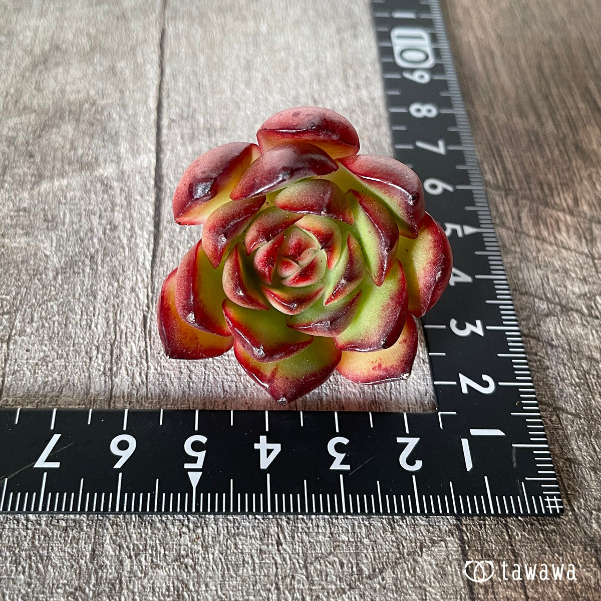[Pull-out Seedling] Omakase Echeveria 5 Seedling Set