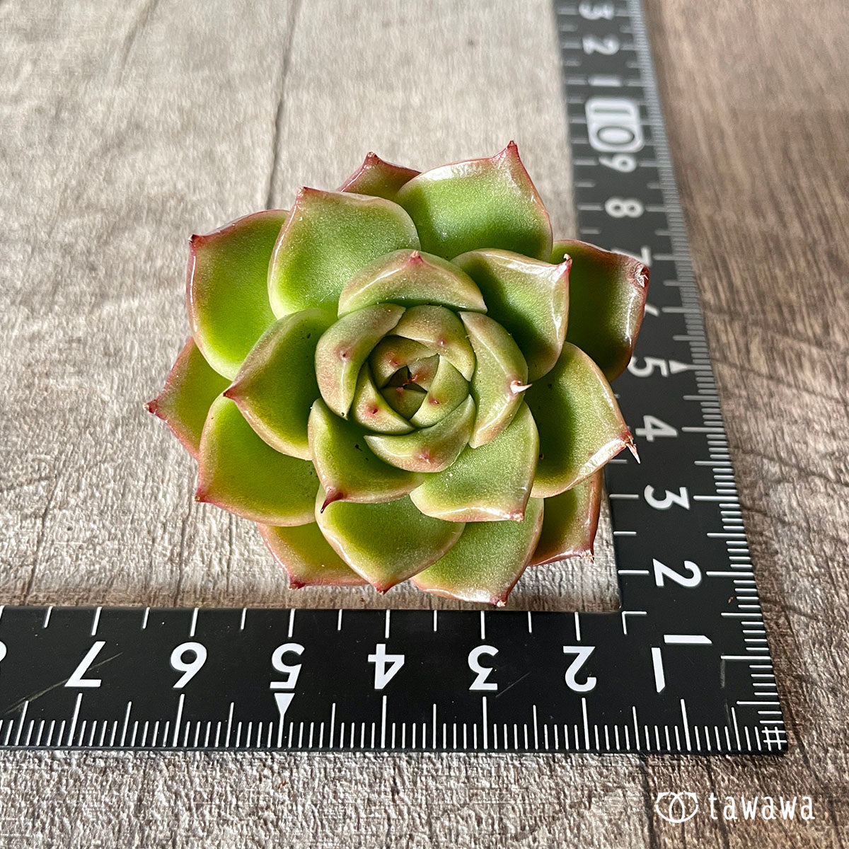 [Pull-out Seedling] Omakase Echeveria 5 Seedling Set