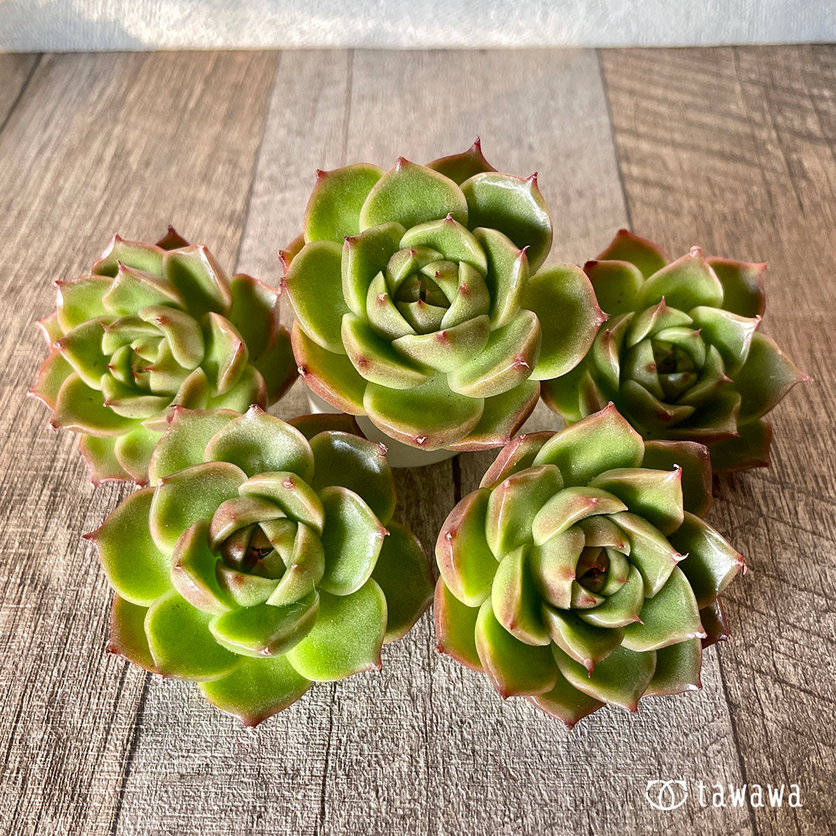 [Pull-out Seedling] Omakase Echeveria 5 Seedling Set