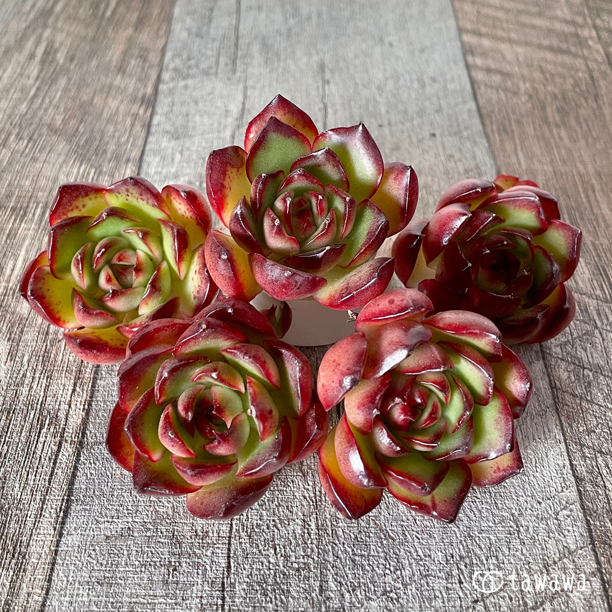 [Pull-out Seedling] Omakase Echeveria 5 Seedling Set