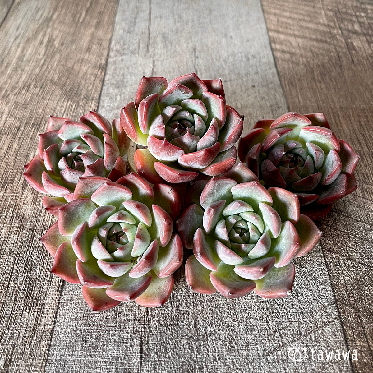 [Pull-out Seedling] Omakase Echeveria 5 Seedling Set