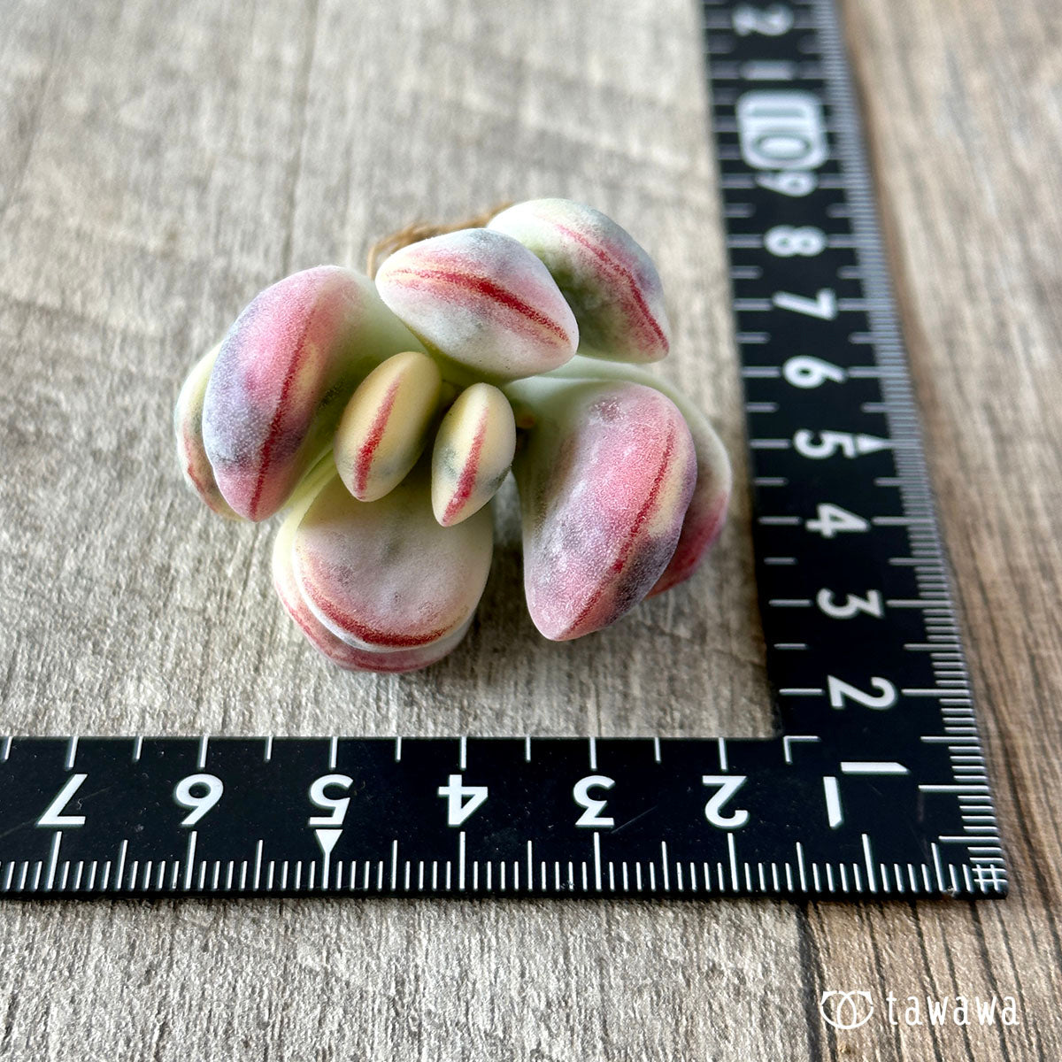 だるま福娘錦