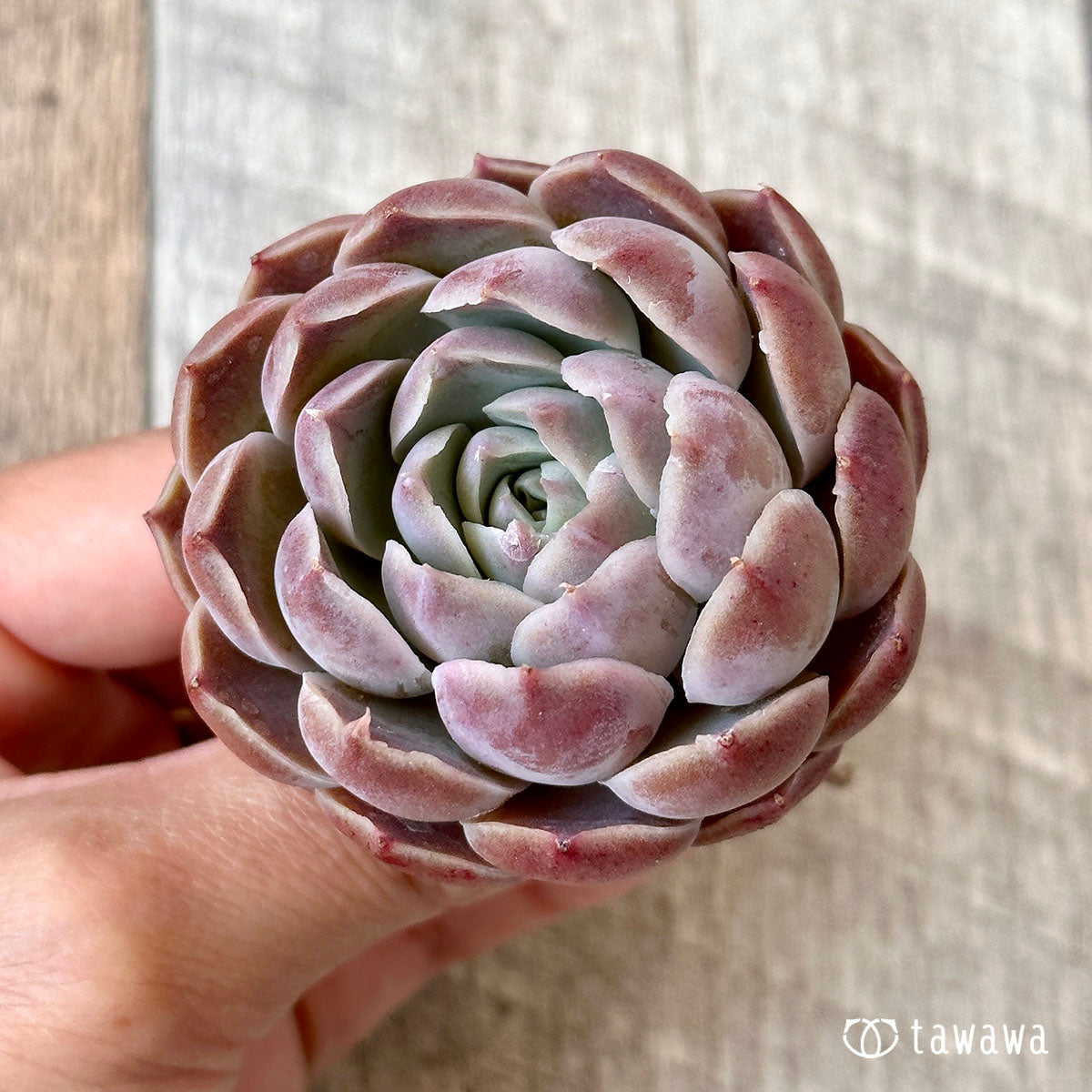New Arrival* Cubic Frost
