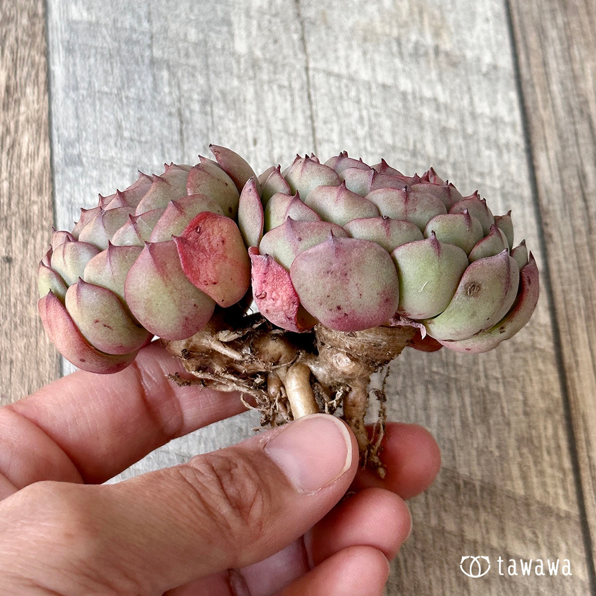New Arrival* Cubic Frost