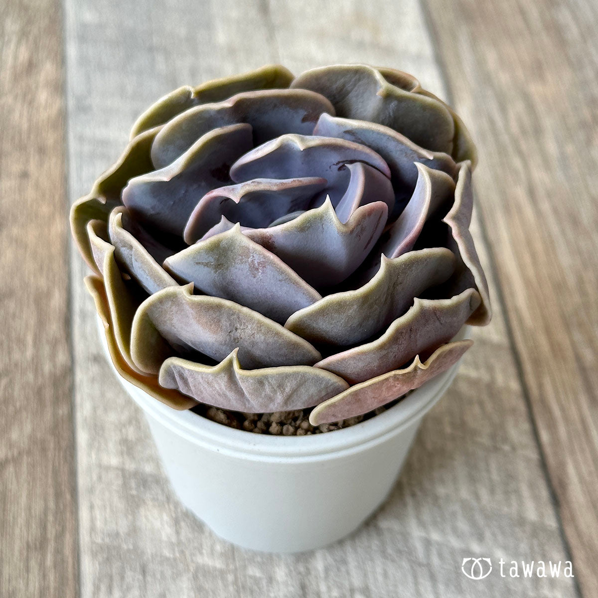 New Arrival* Cubic Frost