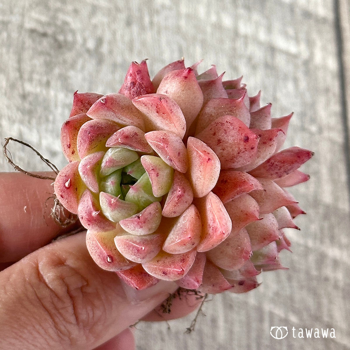 ヒヤジン