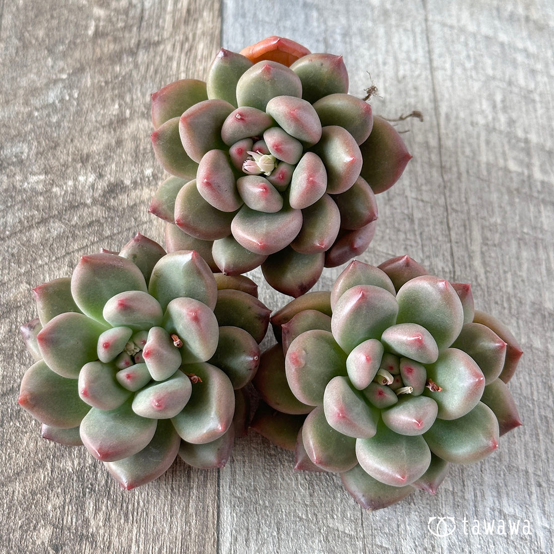 New Arrival* Cubic Frost