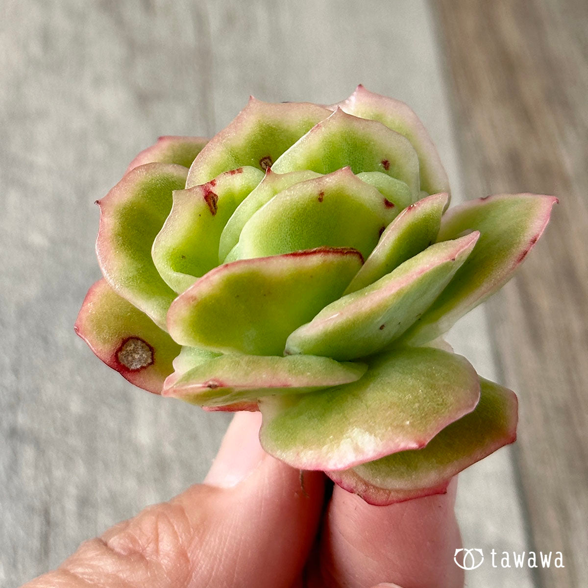 ラズアガ錦 – 多肉植物の通販・販売サイト tawawa ラズアガ錦 – 多肉植物の通販・販売サイト tawawa
