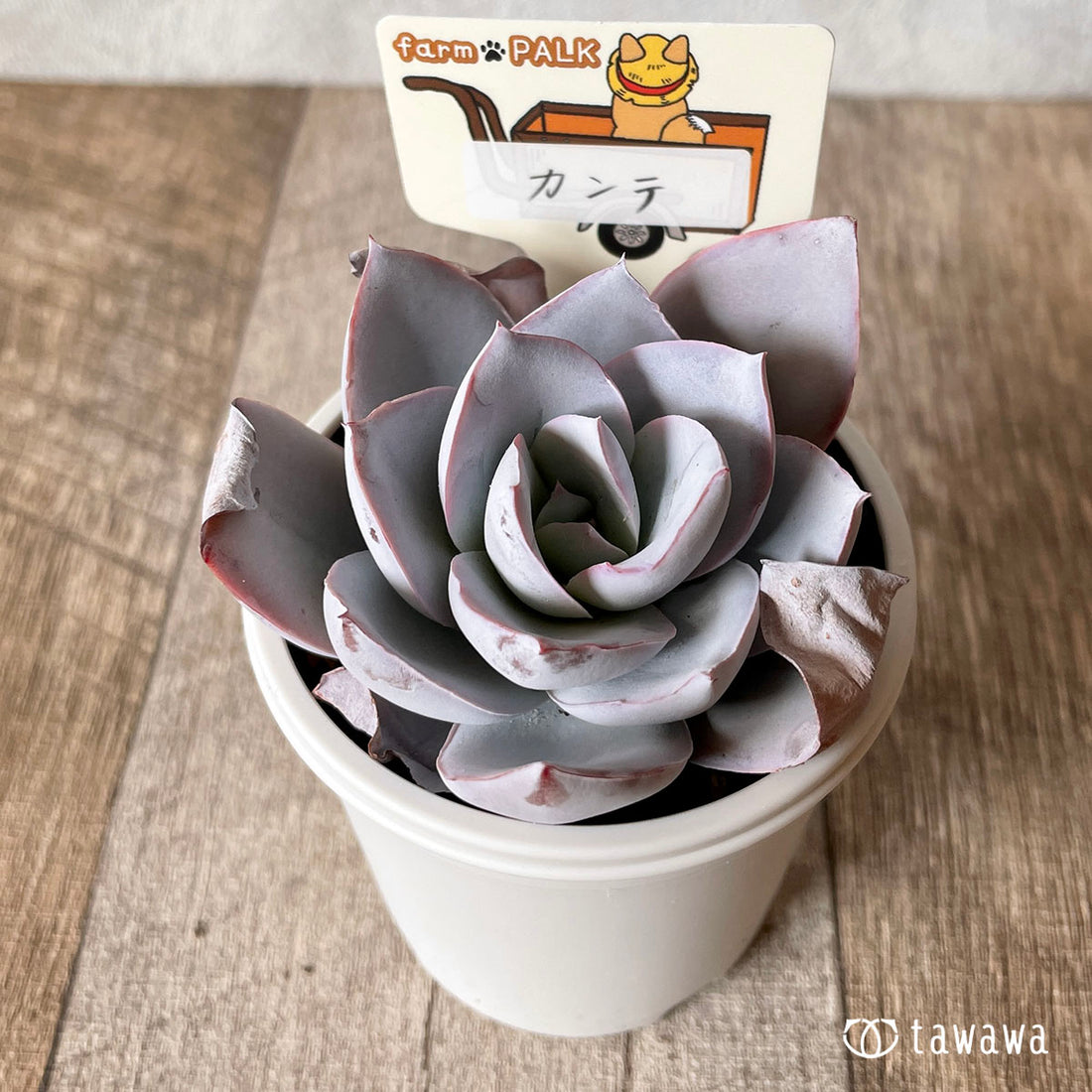 New Arrival* Star Mark