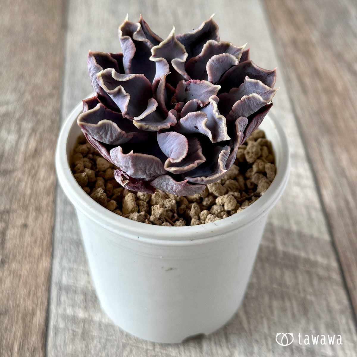 New Arrival* Cubic Frost
