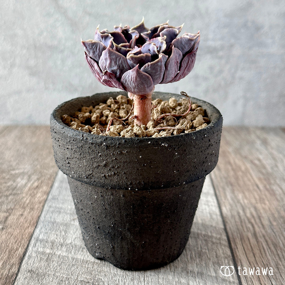 New Arrival* Cubic Frost