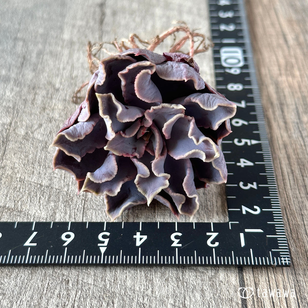 New Arrival* Cubic Frost
